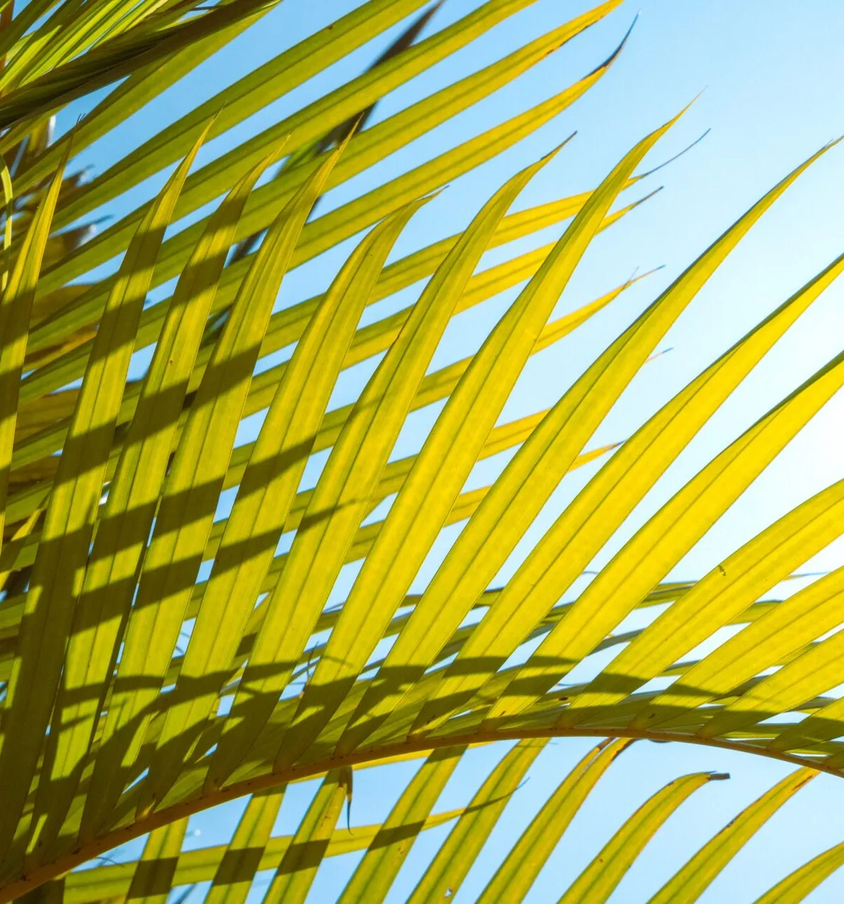 Image de feuille provennat d'un arbre